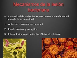 Mecanismos de la lesión
bacteriana
La capacidad de las bacterias para causar una enfermedad
depende de su capacidad:
1. Adherirse a la célula del huésped
2. Invadir la célula y los tejidos
3. Liberar toxinas que dañen las células y los tejidos
 