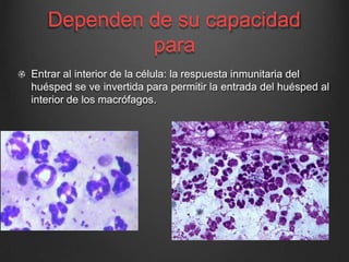 Dependen de su capacidad
para
Entrar al interior de la célula: la respuesta inmunitaria del
huésped se ve invertida para permitir la entrada del huésped al
interior de los macrófagos.
 