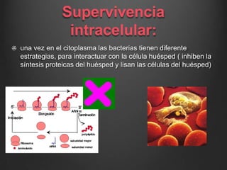 Supervivencia
intracelular:
una vez en el citoplasma las bacterias tienen diferente
estrategias, para interactuar con la célula huésped ( inhiben la
síntesis proteicas del huésped y lisan las células del huésped)
 