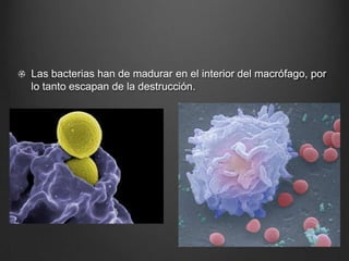 Las bacterias han de madurar en el interior del macrófago, por
lo tanto escapan de la destrucción.
 
