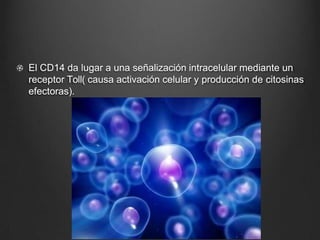 El CD14 da lugar a una señalización intracelular mediante un
receptor Toll( causa activación celular y producción de citosinas
efectoras).
 