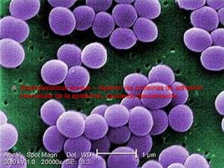 Staphylococcus aureus – digieren las proteínas de adhesión
intercelular de la epidermis, causando descamación.
 