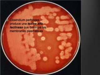 Clostridium perfringes –
produce una toxina alfa
lectinasa que destruye las
membranas plasmáticas
 