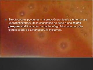 Streptococcus pyogenes – la erupción punteada y eritematosa
«escarlatiniforme» de la escarlatina se debe a una toxina
pirógena codificada por un bacteriófago fabricada por sólo
ciertas cepas de StreptococClls pyogenes.
 