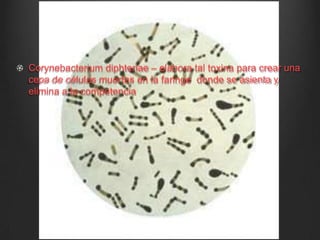 Corynebacterium diphteriae – elabora tal toxina para crear una
cepa de células muertas en la faringe donde se asienta y
elimina a la competencia
 