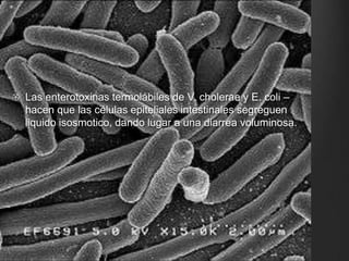 Las enterotoxinas termolábiles de V. cholerae y E. coli –
hacen que las células epiteliales intestinales segreguen
liquido isosmotico, dando lugar a una diarrea voluminosa.
 