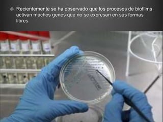 Recientemente se ha observado que los procesos de biofilms
activan muchos genes que no se expresan en sus formas
libres
 