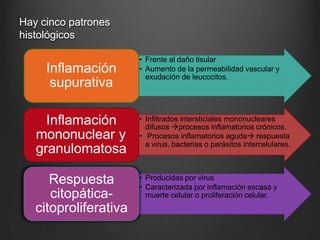 Hay cinco patrones
histológicos
• Frente al daño tisular
• Aumento de la permeabilidad vascular y
exudación de leucocitos.
Inflamación
supurativa
• Infiltrados intersticiales mononucleares
difusos procesos inflamatorios crónicos.
• Procesos inflamatorios aguda respuesta
a virus, bacterias o parásitos intercelulares.
Inflamación
mononuclear y
granulomatosa
• Producidas por virus
• Caracterizada por inflamación escasa y
muerte celular o proliferación celular.
Respuesta
citopática-
citoproliferativa
 