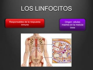 LOS LINFOCITOS
Responsables de la respuesta
inmune
Origen: células
madres en la medula
ósea
 