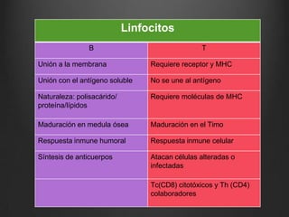 Linfocitos
B T
Unión a la membrana Requiere receptor y MHC
Unión con el antígeno soluble No se une al antígeno
Naturaleza: polisacárido/
proteína/lípidos
Requiere moléculas de MHC
Maduración en medula ósea Maduración en el Timo
Respuesta inmune humoral Respuesta inmune celular
Síntesis de anticuerpos Atacan células alteradas o
infectadas
Tc(CD8) citotóxicos y Th (CD4)
colaboradores
 