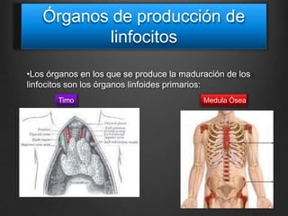 Órganos de producción de
linfocitos
•Los órganos en los que se produce la maduración de los
linfocitos son los órganos linfoides primarios:
Timo Medula Ósea
 