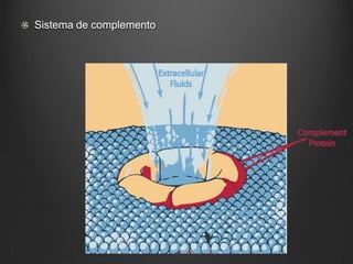 Sistema de complemento
 