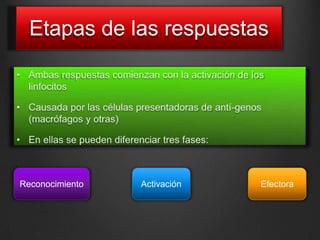 Etapas de las respuestas
Reconocimiento Efectora
Activación
 