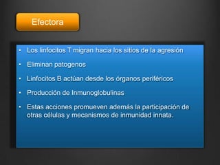 • Los linfocitos T migran hacia los sitios de la agresión
• Eliminan patogenos
• Linfocitos B actúan desde los órganos periféricos
• Producción de Inmunoglobulinas
• Estas acciones promueven además la participación de
otras células y mecanismos de inmunidad innata.
Efectora
 