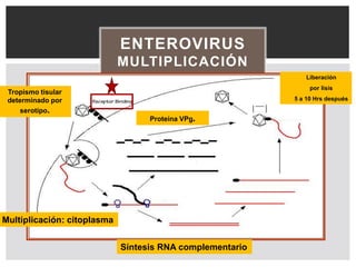 ENTEROVIRUS
MULTIPLICACIÓN
Tropismo tisular
determinado por
serotipo.
Multiplicación: citoplasma
Liberación
por lisis
5 a 10 Hrs después
Síntesis RNA complementario
Proteina VPg.
 