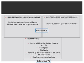  MANIFESTACIONES GENITOURINARIAS
Segunda causa de orquitis por
detrás del virus de la parotiditis.
 MANIFESTACIONES GASTROINTESTINALES
Enuresis, diarrea y dolor abdominal.
Coxsackie B
 HERPANGINA
- Inicio súbito de fiebre (hasta
41°C)
- Faringitis
- Disfagia
- Vomito y dolor abdominal en 25%
de los casos
- Vesículas en orofaringe
Enterovirus 71
 