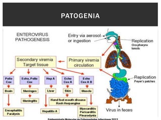 PATOGENIA
 