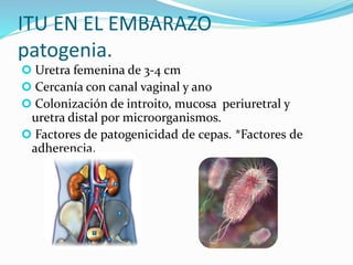 ITU EN EL EMBARAZO
patogenia.
 Uretra femenina de 3-4 cm
 Cercanía con canal vaginal y ano
 Colonización de introito, m...