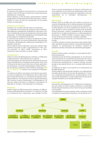I n f e c c i o s a s y M i c r o b i o l o g í a
13] GENERALIDADES [
marinum (minociclina).
El mecanismo de resistencia más frecuente es un mecanismo de
bombeo activo del fármaco al exterior de la célula bacteriana,
codificado por un plásmido.
Efectos adversos: el más frecuente, gastrointestinal. También
puede producir fototoxicidad (sobre todo doxiciclina). Contrain-
dicadas en niños <8 años por discoloración de los dientes
(menos con doxiciclina).
Sulfamidas y trimetoprim
Interfieren con la síntesis de ácido fólico en las bacterias.
Las sulfamidas (cotrimoxazol) son de elección para nocardiosis,
lepra (dapsona), toxoplasmosis (sulfadiazina), infecciones urina-
rias no complicadas (aunque hay resistencias), infecciones respi-
ratorias altas…En infecciones hospitalarias por Stenotrophomonas,
el cotrimoxazol es el tratamiento de elección.
El mecanismo de resistencia se basa en la adquisición de plás-
midos que codifican una enzima (dihidrofolato reductasa para
trimetoprim, dihidropteroato sintetasa para sulfamidas) sin afi-
nidad por el fármaco.
Efectos adversos de las sulfamidas: reacciones cutáneas (espe-
cialmente frecuentes en VIH+), hiperpotasemia en VIH+, ane-
mia hemolítica en déficit G6PD, neutropenia en VIH+,
insuficiencia renal, kernicterus en recién nacidos.
Fluorquinolonas
Inhiben la síntesis de ADN bacteriano uniéndose a la ADN girasa
y topoisomerasa IV. Efecto bactericida, en general.
Las fluorquinolonas son los fármacos de administración oral con
mayor actividad frente a Pseudomonas aeruginosa. Están entre
los fármacos de elección para infecciones urinarias, gastroente-
ritis bacterianas, neumonía extrahospitalaria, fiebre entérica…
No son efectivos, en general, frente a bacterias anaerobias (MIR
99, 121; MIR 97, 14), siendo la única excepción el Moxifloxa-
cino.
La resistencia se debe a mutaciones cromosómicas que produ-
cen bien la modificación de la DNA-girasa, bien la disminución
de la entrada del fármaco o un mecanismo de expulsión activa.
Efectos adversos: más frecuentes (<5%) los gastrointestinales y
SNC (insomnio, mareos). Fototoxicidad. Contraindicadas en <18
años por evidencia de daño en cartílago en articulaciones en
desarrollo en animales. Contraindicadas en el embarazo.
Rifampicina
Inhibe la síntesis de ARN (transcripción) uniéndose a la ARN po-
limerasa ADN dependiente bacteriana. Su indicación principal
es el tratamiento de la tuberculosis, pero también es activa
frente a muchas otras bacterias. Se utiliza en combinación con
otros antibióticos en las infecciones estafilocócicas sobre mate-
rial protésico y en infecciones graves por Legionella, y como qui-
mioprofilaxis de la meningitis meningocócica (ver
Tuberculosis).
Metronidazol
Produce daños en el ADN, pero sólo cuando se activa por un
mecanismo dependiente de un sistema energético de transporte
de electrones que solo actúa en condiciones de anaerobiosis.
El metronidazol es uno de los antibióticos de elección en cual-
quier absceso en que se sospecha la presencia de anaerobios
estrictos (pulmonar, cerebral, intraabdominal). Es tratamiento
de elección en la vaginosis bacteriana y la colitis pseudomem-
branosa por C. difficile. También se utiliza en algunas infeccio-
nes por protozoos (tricomoniasis, amebiasis, giardiasis).
La resistencia es poco frecuente y los mecanismos son mal co-
nocidos.
Los efectos adversos son poco frecuentes y leves (gastrointesti-
nales, percepción de sabor metálico, ocasionalmente glositis/es-
tomatitis). La polineuropatía de miembros inferiores de
predominio sensitivo es frecuente tras tratamientos prolongados.
Linezolid
Inhibe la síntesis proteica uniéndose a la subunidad 50s del ri-
bosoma bacteriano.
Linezolid es activo sólo frente a grampositivos. Es uno de los fár-
macos de elección en el tratamiento de infecciones por entero-
cocos vancomicina-resistentes. Al ser bacteriostático, su utilidad
en infecciones complicadas por S. aureus es limitada. Una gran
ventaja es que además de por vía iv, se puede administrar por
vía oral.
La resistencia se debe a una mutación en el componente 23s
del ARN ribosómico.
El efecto adverso más temido del linezolid es una mielosupresión
reversible relacionada con la duración del tratamiento (>1 sema-
na), manifestada principalmente por trombocitopenia. Se han
comunicado igualmente un número significativo de casos de re-
tinopatía reversible tras la retirada del fármaco.
Estreptograminas
Quinupristina (estreptogramina B) / dalfopristina (estreptogra-
mina A). Inhiben la síntesis proteica uniéndose a la subunidad
50s del ribosoma bacteriano, de la misma forma que macrólidos
y lincosamidas.
Las estreptograminas tienen espectro similar a linezolid, aunque
E. faecalis es intrínsecamente resistente. Son de elección en in-
Figura 2. Cocos gram positivos aerobios (o facultativos).
Catalasa
+-
Neumococo
(Sen. a optoquina)
α Hemolíticos Estafiloβ Hemolíticos γ Hemolíticos
S. Viridans
(Res. a optoquina)
Sen. a bacitracina:
S. pyogenes
Res. a bacitracina:
S. agalactiae
Res. bilis y ClNa:
Enterococo
Res. bilis, NO
ClNa: No entero
Coagulasa
+
S. aureus
-
S. epidermidis,
S. saprophyticus,
S. lugdunensis …
 