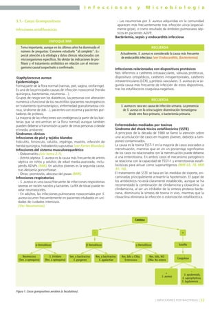 I n f e c c i o s a s y M i c r o b i o l o g í a
33] INFECCIONES POR BACTERIAS [
3.1.- Cocos Grampositivos
Infecciones estafilocócicas
Staphylococcus aureus
Epidemiología
Forma parte de la flora normal (narinas, piel, vagina, orofaringe).
Es una de las principales causas de infección nosocomial (herida
quirúrgica, bacteriemia, neumonía…).
Grupos de riesgo son los diabéticos, las personas con alteración
numérica o funcional de los neutrófilos (pacientes neutropénicos
en tratamiento quimioterápico, enfermedad granulomatosa cró-
nica, síndrome de Job…), pacientes con eccema y pacientes por-
tadores de prótesis.
La mayoría de las infecciones son endógenas (a partir de las bac-
terias que se encuentran en la flora normal) aunque también
pueden deberse a transmisión a partir de otras personas o desde
el medio ambiente.
Síndromes clínicos
Infecciones de piel y tejidos blandos
Foliculitis, forúnculo, celulitis, impétigo, mastitis, infección de
herida quirúrgica, hidradenitis supurativa (ver Partes Blandas).
Infecciones del sistema musculoesquelético
- Osteomielitis (ver tema 2.7).
- Artritis séptica: S. aureus es la causa más frecuente de artritis
séptica en niños y adultos de edad media-avanzada, inclu-
yendo ADVPs (MIR). En adultos jóvenes es la segunda causa,
tras Neisseria gonorrhoeae.
- Otras: piomiositis, absceso del psoas (MIR).
Infecciones respiratorias
- S. aureus es una causa frecuente de infecciones respiratorias
severas en recién nacidos y lactantes. La RX de tórax puede re-
velar neumatoceles.
- En adultos, las infecciones pulmonares nosocomiales por S.
aureus ocurren frecuentemente en pacientes intubados en uni-
dades de cuidados intensivos.
(Ver Neumonías).
- Las neumonías por S. aureus adquiridas en la comunidad
aparecen más frecuentemente tras infección vírica (especial-
mente gripe), o como resultado de émbolos pulmonares sép-
ticos en pacientes ADVP.
Bacteriemia, sepsis y endocarditis infecciosa
Infecciones relacionadas con dispositivos protésicos
Nos referimos a catéteres intravasculares, válvulas protésicas,
dispositivos ortopédicos, catéteres intraperitoneales, catéteres
intraventriculares (LCR), y prótesis vasculares. S. aureus es la se-
gunda causa más frecuente de infección de estos dispositivos,
tras los estafilococos coagulasa-negativos.
Enfermedades mediadas por toxinas
Síndrome del shock tóxico estafilocócico (SSTE)
A principios de la década de 1980 se llamó la atención sobre
una acumulación de casos en mujeres jóvenes, debidos a tam-
pones contaminados.
La causa es la toxina TSST-1 en la mayoría de casos asociados a
menstruación, mientras que en en un porcentaje significativo
de los casos no relacionados con la menstruación puede deberse
a una enterotoxina. En ambos casos el mecanismo patogénico
se relaciona con la capacidad de TSST-1 y enterotoxinas estafi-
locócicas para actuar como superantígenos (MIR 03, 78; MIR
97, 10).
El tratamiento del SSTE se basa en las medidas de soporte, en-
caminadas principalmente a revertir la hipotensión. El papel de
los antibióticos no está claramente establecido, aunque se ha
recomendado la combinación de clindamicina y cloxacilina. La
clindamicina, al ser un inhibidor de la síntesis proteica bacte-
riana, disminuiría la síntesis de toxina in vivo, mientras que la
cloxacilina eliminaría la infección o colonización estafilocócica.
Tema importante, aunque en los últimos años ha disminuido el
número de preguntas. Conviene estudiarlo “al completo”. Es-
pecial atención a la etiología y datos clínicos relacionados con
microorganismos específicos. No olvidar las indicaciones de pro-
filaxis y el tratamiento antibiótico en relación con el microor-
ganismo causal sospechado o confirmado.
ENFOQUE MIR
Figura 1. Cocos grampositivos aerobios (o facultativos).
Catalasa
+-
Neumococo
(Sen. a optoquina)
α Hemolíticos Estafiloβ Hemolíticos γ Hemolíticos
S. Viridans
(Res. a optoquina)
Sen. a bacitracina:
S. pyogenes
Res. a bacitracina:
S. agalactiae
Res. bilis y ClNa:
Enterococo
Res. bilis, NO
ClNa: No entero
Coagulasa
+
S. aureus
-
S. epidermidis,
S. saprophyticus,
S. lugdunensis …
Actualmente, S. aureus es considerado la causa más frecuente
de endocarditis infecciosa (ver Endocarditis, Bacteriemia).
RECUERDA
S. aureus es rara vez causa de infección urinaria. La presencia
de S. aureus en la orina sugiere diseminación hematógena
desde otro foco primario, o bacteriemia primaria.
RECUERDA
 