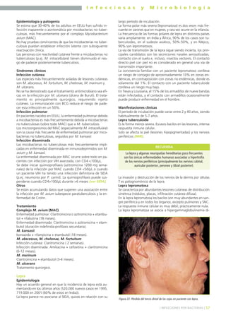 I n f e c c i o s a s y M i c r o b i o l o g í a
57] INFECCIONES POR BACTERIAS [
Epidemiología y patogenia
Se estima que 30-40% de los adultos en EEUU han sufrido in-
fección inaparente o asintomática por micobacterias no tuber-
culosas, más frecuentemente por el complejo Mycobacterium
avium (MAC).
No hay pruebas convincentes de que las micobacterias no tuber-
culosas puedan establecer infección latente con subsiguiente
reactivación clínica.
Las personas con reactividad cutánea frente a micobacterias no
tuberculosas (p.ej. M. intracellulare) tienen disminuido el ries-
go de padecer posteriormente tuberculosis.
Síndromes clínicos
Infección cutánea
Las especies más frecuentemente aisladas de lesiones cutáneas
son M. abscessus, M. fortuitum, M. chelonae, M. marinum y
M. ulcerans.
No se ha demostrado que el tratamiento antimicrobiano sea efi-
caz en la infección por M. ulcerans (úlcera de Buruli). El trata-
miento es principalmente quirúrgico, requiriendo injerto
cutáneo. La inmunización con BCG reduce el riesgo de pade-
cer esta infección en un 50%.
Infección pulmonar
En pacientes nacidos en EEUU, la enfermedad pulmonar debida
a micobacterias es más frecuentemente debida a micobacterias
no tuberculosas (sobre todo MAC) que a M. tuberculosis.
Los microorganismos del MAC (especialmente M. intracellulare)
son la causa más frecuente de enfermedad pulmonar por mico-
bacterias no tuberculosas, seguidos por M. kansasii.
Infección diseminada
Las micobacterias no tuberculosas más frecuentemente impli-
cadas en enfermedad diseminada en inmunodeprimidos son M.
avium y M. kansasii.
La enfermedad diseminada por MAC ocurre sobre todo en pa-
cientes con infección por VIH avanzada, con CD4 <100/µL.
Se debe iniciar quimioprofilaxis (azitromicina 1200 mg sema-
nales) de la infección por MAC cuando CD4 <50/µL o cuando
un paciente VIH ha tenido una infección definitoria de SIDA
(p.ej. neumonía por P. carinii). La quimioprofilaxis puede sus-
penderse cuando CD4>100/µL durante >6 meses (ver SIDA).
Otras
Se están acumulando datos que sugieren una asociación entre
la infección por M. avium subespecie paratuberculosis y la en-
fermedad de Crohn.
Tratamiento
Complejo M. avium (MAC)
Enfermedad pulmonar: Claritromicina o azitromicina + etambu-
tol + rifabutina (18 meses).
Enfermedad diseminada: Claritromicina o azitromicina + etam-
butol (duración indefinida-profilaxis secundaria).
M. kansasii
Isoniazida + rifampicina + etambutol (18 meses).
M. abscessus, M. chelonae, M. fortuitum
Infección cutánea: Claritromicina ( 2 semanas).
Infección diseminada: Amikacina + cefoxitina + claritromicina
(6-12 meses).
M. marinum
Claritromicina + etambutol (3-4 meses).
M. ulcerans
Tratamiento quirúrgico.
Lepra
Epidemiología
Hay un acuerdo general en que la incidencia de lepra está au-
mentando en los últimos años (520.000 nuevos casos en 1995,
719.000 en 2001 (60% de estos en India)).
La lepra parece no asociarse al SIDA, quizás en relación con su
largo período de incubación.
La forma polar más severa (lepromatosa) es dos veces más fre-
cuente en varones que en mujeres, y rara vez ocurre en la infancia.
La frecuencia de las formas polares de lepra en distintos países
varía ampliamente: en India y África, 90% de los casos son tu-
berculoides, en el sudeste asiático, 50%:50%, y en Méjico,
90% son lepromatosos.
La vía de transmisión de la lepra sigue siendo incierta, los prin-
cipales candidatos son las secreciones nasales aerosolizadas,
contacto con el suelo e, incluso, insectos vectores. El contacto
directo piel con piel no es considerado en general una vía de
transmisión importante.
La convivencia familiar con un paciente lepromatoso conlleva
un riesgo de contagio de aproximadamente 10% en zonas en-
démicas, en contraposición con zonas no endémicas, donde es
solamente del 1%. El contacto con un paciente tuberculoide
conlleva un riesgo muy bajo.
En Texas y Louisiana, el 15% de los armadillos de nueve bandas
están infectados, y el contacto con armadillos ocasionalmente
puede producir enfermedad en el hombre.
Manifestaciones clínicas
El período de incubación puede variar entre 2 y 40 años, siendo
habitualmente de 5-7 años.
Lepra tuberculoide
Es la forma menos severa. Escasos bacilos en las lesiones, intensa
respuesta inmune celular.
Solo se afecta la piel (lesiones hipopigmentadas) y los nervios
periféricos (MIR).
La invasión y destrucción de los nervios de la dermis por células
T es patognomónico de la lepra.
Lepra lepromatosa
Se caracteriza por abundantes lesiones cutáneas de distribución
simétrica (nódulos, placas, infiltración cutánea difusa).
En la lepra lepromatosa los bacilos son muy abundantes en san-
gre periférica y en todos los órganos, excepto pulmones y SNC.
La respuesta inmune celular es muy débil, prácticamente nula.
La lepra lepromatosa se asocia a hipergammaglobulinemia di-
La lepra y algunas neuropatías hereditarias poco frecuentes
son las únicas enfermedades humanas asociadas a hipertrofia
de los nervios periféricos (principalmente los nervios cubital,
auricular posterior, peroneo y tibial posterior).
RECUERDA
Figura 22. Pérdida del tercio distal de las cejas en paciente con lepra.
 