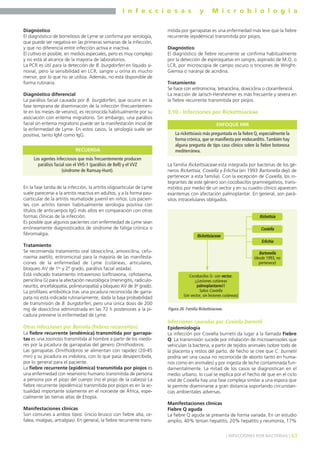 I n f e c c i o s a s y M i c r o b i o l o g í a
63] INFECCIONES POR BACTERIAS [
Diagnóstico
El diagnóstico de borreliosis de Lyme se confirma por serología,
que puede ser negativa en las primeras semanas de la infección,
y que no diferencia entre infección activa e inactiva.
El cultivo es posible, en medios especiales, pero es muy complejo
y no está al alcance de la mayoría de laboratorios.
La PCR es útil para la detección de B. burgdorferi en líquido si-
novial, pero la sensibilidad en LCR, sangre u orina es mucho
menor, por lo que no se utiliza. Además, no está disponible de
forma rutinaria.
Diagnóstico diferencial
La parálisis facial causada por B. burgdorferi, que ocurre en la
fase temprana de diseminación de la infección (frecuentemen-
te en los meses de verano), es reconocida habitualmente por su
asociación con eritema migratorio. Sin embargo, una parálisis
facial sin eritema migratorio puede ser la manifestación inicial de
la enfermedad de Lyme. En estos casos, la serología suele ser
positiva, tanto IgM como IgG.
En la fase tardía de la infección, la artritis oligoarticular de Lyme
suele parecerse a la artritis reactiva en adultos, y a la forma pau-
ciarticular de la artritis reumatoide juvenil en niños. Los pacien-
tes con artritis tienen habitualmente serología positiva con
títulos de anticuerpos IgG más altos en comparación con otras
formas clínicas de la infección.
Es posible que algunos pacientes con enfermedad de Lyme sean
erróneamente diagnosticados de síndrome de fatiga crónica o
fibromialgia.
Tratamiento
Se recomienda tratamiento oral (doxiciclina, amoxicilina, cefu-
roxima axetilo, eritromicina) para la mayoría de las manifesta-
ciones de la enfermedad de Lyme (cutáneas, articulares,
bloqueo AV de 1er y 2º grado, parálisis facial aislada).
Está indicado tratamiento intravenoso (ceftriaxona, cefotaxima,
penicilina G) para la afectación neurológica (meningitis, radiculo-
neuritis, encefalopatía, polineuropatía) y bloqueo AV de 3er grado.
La profilaxis antibiótica tras una picadura reconocida de garra-
pata no está indicada rutinariamente, dada la baja probabilidad
de transmisión de B. burgdorferi, pero una única dosis de 200
mg de doxiciclina administrada en las 72 h posteriores a la pi-
cadura previene la enfermedad de Lyme.
Otras infecciones por Borrelia (fiebres recurrentes)
La fiebre recurrente (endémica) transmitida por garrapa-
tas es una zoonosis transmitida al hombre a partir de los roedo-
res por la picadura de garrapatas del género Ornithodoros.
Las garrapatas Ornithodoros se alimentan con rapidez (20-45
min) y su picadura es indolora, con lo que pasa desapercibida,
por lo general para el paciente.
La fiebre recurrente (epidémica) transmitida por piojos es
una enfermedad con reservorio humano transmitida de persona
a persona por el piojo del cuerpo (no el piojo de la cabeza) La
fiebre recurrente (epidémica) transmitida por piojos es en la ac-
tualidad importante solamente en el noroeste de África, espe-
cialmente las tierras altas de Etiopía.
Manifestaciones clínicas
Son comunes a ambos tipos: (inicio brusco con fiebre alta, ce-
falea, mialgias, artralgias). En general, la fiebre recurrente trans-
mitida por garrapatas es una enfermedad más leve que la fiebre
recurrente (epidémica) transmitida por piojos.
Diagnóstico
El diagnóstico de fiebre recurrente se confirma habitualmente
por la detección de espiroquetas en sangre, aspirado de M.O. o
LCR, por microscopia de campo oscuro o tinciones de Wright-
Giemsa o naranja de acridina.
Tratamiento
Se hace con eritromicina, tetraciclina, doxiciclina o cloramfenicol.
La reacción de Jarisch-Herxheimer es más frecuente y severa en
la fiebre recurrente transmitida por piojos.
3.10.- Infecciones por Rickettsiaceae
La familia Rickettsiaceae está integrada por bacterias de los gé-
neros Rickettsia, Coxiella y Erlichia (en 1993 Bartonella dejó de
pertenecer a esta familia). Con la excepción de Coxiella, los in-
tegrantes de este género son cocobacilos gramnegativos, trans-
mitidos por medio de un vector y en su cuadro clínico aparecen
exantemas con afectación palmoplantar. En general, son pará-
sitos intracelulares obligados.
Infecciones causadas por Coxiella burnetii
Epidemiología
La infección por Coxiella burnetii da lugar a la llamada Fiebre
Q. La transmisión sucede por inhalación de microaerosoles que
vehiculan la bacteria, a partir de tejidos animales (sobre todo de
la placenta y restos del parto, de hecho se cree que C. burnetii
podría ser una causa no reconocida de aborto tanto en huma-
nos como en animales) y por ingesta de leche contaminada fun-
damentalmente. La mitad de los casos se diagnostican en el
medio urbano, lo cual se explica por el hecho de que en el ciclo
vital de Coxiella hay una fase compleja similar a una espora que
le permite diseminarse a gran distancia soportando circunstan-
cias ambientales adversas.
Manifestaciones clínicas
Fiebre Q aguda
La fiebre Q aguda se presenta de forma variada. En un estudio
amplio, 40% tenían hepatitis, 20% hepatitis y neumonía, 17%
Los agentes infecciosos que más frecuentemente producen
parálisis facial son el VHS-1 (parálisis de Bell) y el VVZ
(síndrome de Ramsay-Hunt).
RECUERDA
Rickettsiaceae
Erlichia
Coxiella
Rickettsia
Bartonella
(desde 1993, no
pertenece)
Cocobacilos G- con vector,
¡¡Lesiones cutáneas
palmoplantares!!
Salvo Coxiella
(sin vector, sin lesiones cutáneas)
Figura 26. Familia Rickettsiaceae.
La rickettsiasis más preguntada es la fiebre Q, especialmente la
forma crónica, que se manifiesta por endocarditis. También hay
alguna pregunta de tipo caso clínico sobre la fiebre botonosa
mediterránea.
ENFOQUE MIR
 