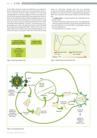 Manual A Mir
78 ] INFECCIONES POR VIRUS [
www.academiamir.com
de los CD8 y células B contener la replicación viral, producién-
dose un descenso de la carga viral y una recuperación de las ci-
fras de linfocitos CD4 en sangre periférica. Tras esta fase
correspondiente a la infección aguda, se entra en una fase de la-
tencia clínica (paciente asintomático) que puede durar años, en
el que la cifra de CD4 va descendiendo progresivamente en au-
sencia de tratamiento antirretroviral. El nivel de viremia (carga
viral) con el que se inicia esta fase de latencia clínica se ha de-
nominado tradicionalmente “set point”; hasta hace poco se ar-
gumentaba que a cifras más altas de set point, mayor velocidad
de progresión para desarrollar SIDA, motivo por el cual se tra-
taban todas las primoinfecciones que se diagnosticaban, en un
intento de reducir el set point; este último punto (el de tratar
todas las infecciones agudas) está hoy muy discutido.
¿Cuáles son los factores que determinan la duración de la fase
de latencia, o lo que es lo mismo, la velocidad de progresión a
SIDA? Son muchos los factores que influyen y conviene recordar
que:
- La carga viral es el mejor predictor de la velocidad de pro-
gresión a SIDA.
- La edad: los ancianos parece evolucionar más rápidamente.
- Infección aguda sintomática: los pacientes que experimentan
una primoinfección muy sintomática y prolongada, evolucio-
nan más rápidamente.
- No hay diferencias en relación al sexo.
Figura 4. Ciclo replicativo del VIH.
Virión
Inhibida por
inhibidores de
la fusión
(enfuvirtide)
Entrada
Inhibida por
inhibidores de
transcriptasa
inversa (AZT, ddt,
ddC y otros)
Transcripción
inversa
Copia ADN
del genoma
Núcleo
ADN vírico
integrado
(provirus)
Transcripción
Integración
ARNm
Genomas ARN
Traducción
Ensamblaje
Poliproteínas
precursoras
Inhibida por
inhibidores de
proteasa
(indinavir, otros)
Escisión por
protesas
CCR5 ó CXCR4
CD4
gp120
RNA-VIH en plasmaRespuesta inmune
CD4
Meses Años
Síntomas
Virus cultivable
Figura 5. Historia natural de la infección por VIH.
Células CD4
- Microglía
- Células de Kuppfer
- Células Dendríticas
(1ª célula inf)
- Monocitos
- Macrófagos
Células del sistema
monocítico-macrofágico
(fundamentalmente CCR5)
Linfocitos T CD4
(correceptor CXCR4)
Figura 3. ¿Qué células infecta el VIH?.
 