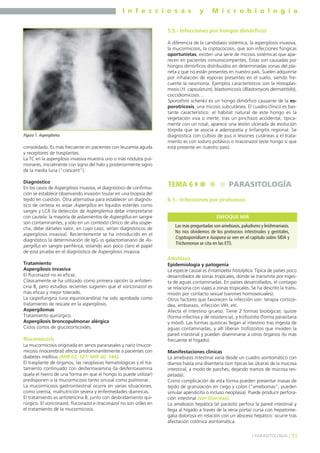 I n f e c c i o s a s y M i c r o b i o l o g í a
93] PARASITOLOGÍA [
consolidado. Es más frecuente en pacientes con leucemia aguda
y receptores de trasplantes.
La TC en la aspergilosis invasiva muestra uno o más nódulos pul-
monares, inicialmente con signo del halo y posteriormente signo
de la media luna (“crescent”).
Diagnóstico
En los casos de Aspergilosis invasiva, el diagnóstico de confirma-
ción se establece observando invasión tisular en una biopsia del
tejido en cuestión. Otra alternativa para establecer un diagnós-
tico de certeza es aislar Aspergillus en líquidos estériles como
sangre y LCR (la detección de Aspergilemia debe interpretarse
con cautela: la mayoría de aislamientos de Aspergillus en sangre
son contaminantes, y sólo en un contexto clínico de alta sospe-
cha, debe dárseles valor, en cuyo caso, serían diagnósticos de
aspergilosis invasiva). Recientemente se ha introducido en el
diagnóstico la determinación de IgG vs galactomanano de As-
pergillus en sangre periférica, estando aún poco claro el papel
de esta prueba en el diagnóstico de Aspergilosis invasiva.
Tratamiento
Aspergilosis invasiva
El fluconazol no es eficaz.
Clásicamente se ha utilizado como primera opción la anfoteri-
cina B, pero estudios recientes sugieren que el voriconazol es
más eficaz y mejor tolerado.
La caspofungina (una equinocandina) ha sido aprobada como
tratamiento de rescate en la aspergilosis.
Aspergilomas
Tratamiento quirúrgico.
Aspergilosis broncopulmonar alérgica
Ciclos cortos de glucocorticoides.
Mucormicosis
La mucormicosis originada en senos paranasales y nariz (mucor-
micosis rinocerebral) afecta predominantemente a pacientes con
diabetes mellitus (MIR 02, 127; MIR 00, 144).
El trasplante de órganos, las neoplasias hematológicas y el tra-
tamiento continuado con desferroxiamina (la desferroxiamina
quela el hierro de una forma en que el hongo lo puede utilizar)
predisponen a la mucormicosis tanto sinusal como pulmonar.
La mucormicosis gastrointestinal ocurre en varias situaciones,
como uremia, malnutrición severa y enfermedades diarreicas.
El tratamiento es anfotericina B, junto con desbridamiento qui-
rúrgico. El voriconazol, fluconazol e itraconazol no son útiles en
el tratamiento de la mucormicosis.
5.5.- Infecciones por hongos dimórficos
A diferencia de la candidiasis sistémica, la aspergilosis invasiva,
la mucormicosis, la criptococosis, que son infecciones fúngicas
oportunistas, existen una serie de micosis sistémicas que apa-
recen en pacientes inmunocompentes. Estas son causadas por
hongos dimórficos distribuidos en determinadas zonas del pla-
neta y que no están presentes en nuestro país. Suelen adquirirse
por inhalación de esporas presentes en el suelo, siendo fre-
cuente la neumonía. Ejemplos característicos son la Histoplas-
mosis (H. capsulatum), blastomicosis (Blastomyces dermatitidis),
coccidiomicosis…
Sporothrix schenkii es un hongo dimórfico causante de la es-
porotricosis, una micosis subcutánea. El cuadro clínico es bas-
tante característico: el hábitat natural de este hongo es la
vegetación viva o inerte; tras un pinchazo accidental, típica-
mente con un rosal, aparece una lesión ulcerada de evolución
tórpida que se asocia a adenopatía y linfangitis regional. Se
diagnostica con cultivo de pus o lesiones cutáneas y el trata-
miento es con ioduro potásico o itraconazol (este hongo sí que
está presente en nuestro país).
6.1.- Infecciones por protozoos
Amebiasis
Epidemiología y patogenia
La especie causal es Entamoeba histolytica. Típica de países poco
desarrollados de zonas tropicales, donde se transmite por inges-
ta de aguas contaminadas. En países desarrollados, el contagio
se relaciona con viajes a zonas tropicales. Se ha descrito la trans-
misión por contacto sexual (varones homosexuales).
Otros factores que favorecen la infección son: terapia corticoi-
dea, embarazo, infección VIH, etc.
Afecta el intestino grueso. Tiene 2 formas biológicas: quiste
(forma infectiva y de resistencia), y trofozoíto (forma parasitaria
y móvil). Las formas quísticas llegan al intestino tras ingesta de
aguas contaminadas, y allí liberan trofozoítos que invaden la
pared intestinal y pueden diseminarse a otros órganos (lo más
frecuente el hígado).
Manifestaciones clínicas
La amebiasis intestinal varía desde un cuadro asintomático con
diarrea hasta una disentería (son típicas las úlceras de la mucosa
intestinal, a modo de parches, dejando tramos de mucosa res-
petada).
Como complicación de esta forma pueden presentar masas de
tejido de granulación en ciego y colon (“amebomas”, pueden
simular apendicitis o incluso neoplasia). Puede producir perfora-
ción intestinal (ver Diarreas).
La amebiasis hepática (el parásito perfora la pared intestinal y
llega al hígado a través de la vena porta) cursa con hepatome-
galia dolorosa en relación con un absceso hepático: ocurre tras
afectación colónica asintomática.
Figura 1. Aspergiloma.
TEMA 6 PARASITOLOGÍA
Las más preguntadas son amebiasis, paludismo y leishmaniasis.
No nos olvidemos de los protozoos intestinales y genitales,
Cryptosporidium e Isospora se ven en el capítulo sobre SIDA y
Trichomonas se cita en las ETS.
ENFOQUE MIR
 