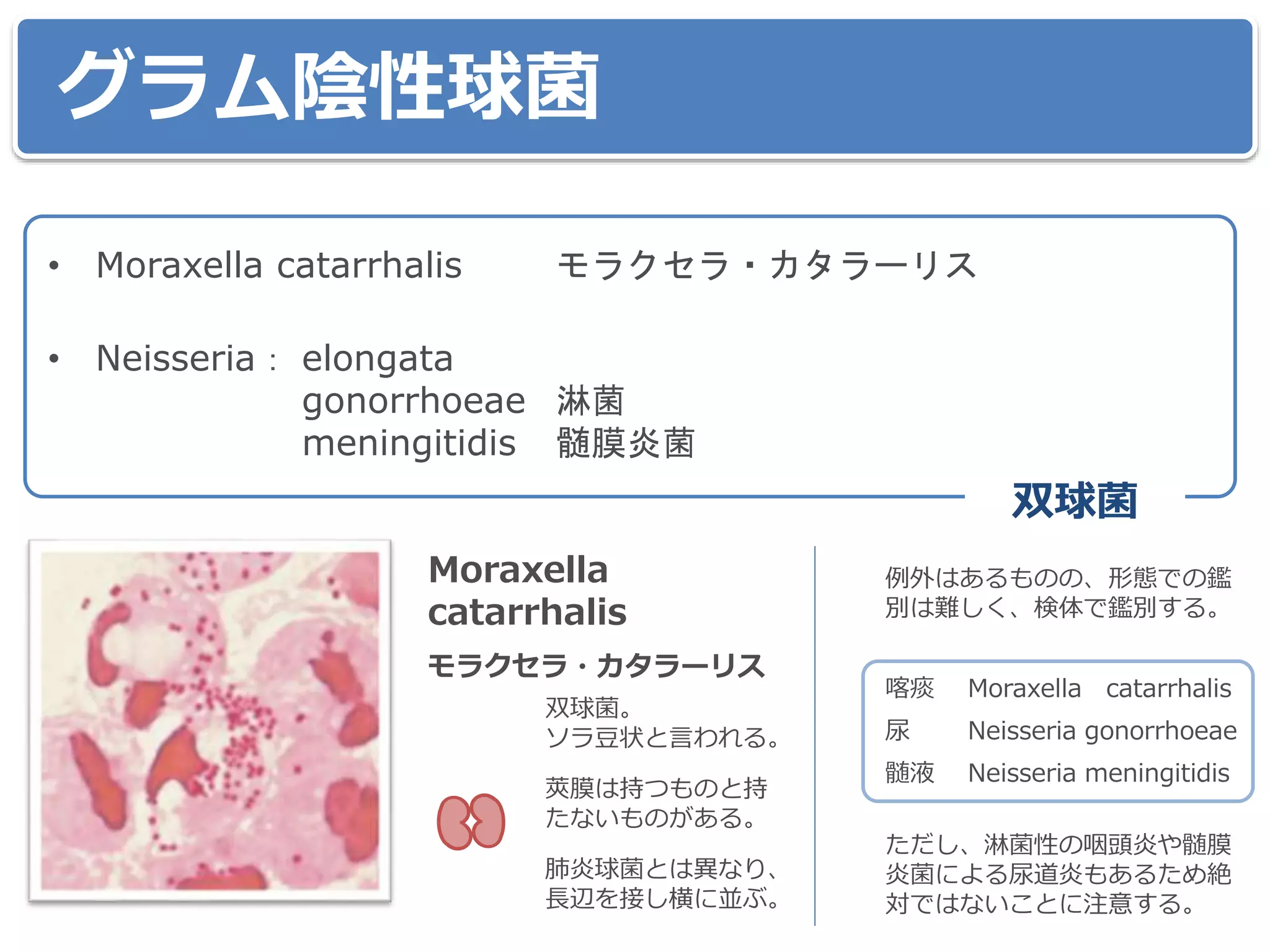 グラム陰性球菌
• Moraxella catarrhalis モラクセラ・カタラーリス
• Neisseria： elongata
gonorrhoeae 淋菌
meningitidis 髄膜炎菌
双球菌
モラクセラ・カタラーリス
Moraxella
catarrhalis
双球菌。
ソラ豆状と言われる。
莢膜は持つものと持
たないものがある。
肺炎球菌とは異なり、
長辺を接し横に並ぶ。
例外はあるものの、形態での鑑
別は難しく、検体で鑑別する。
喀痰 Moraxella catarrhalis
尿 Neisseria gonorrhoeae
髄液 Neisseria meningitidis
ただし、淋菌性の咽頭炎や髄膜
炎菌による尿道炎もあるため絶
対ではないことに注意する。
 