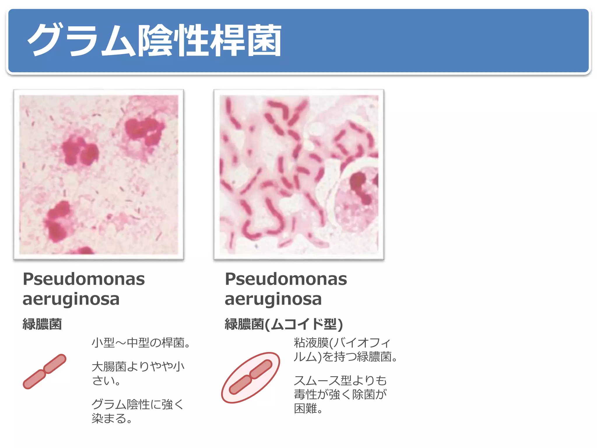 グラム陰性桿菌
緑膿菌
Pseudomonas
aeruginosa
小型～中型の桿菌。
大腸菌よりやや小
さい。
グラム陰性に強く
染まる。
粘液膜(バイオフィ
ルム)を持つ緑膿菌。
スムース型よりも
毒性が強く除菌が
困難。
緑膿菌(ムコイド型)
Pseudomonas
aeruginosa
 