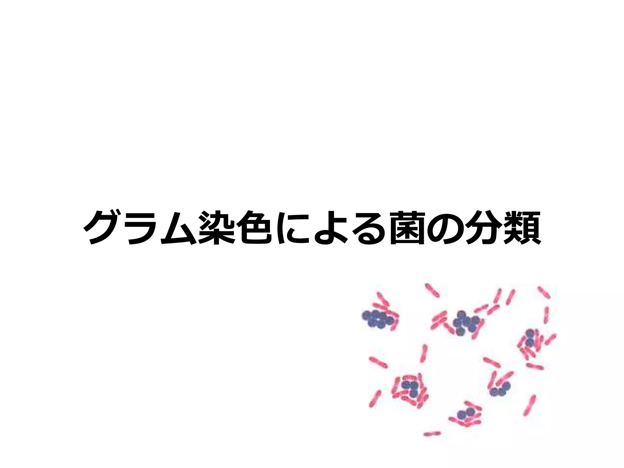 グラム染色による菌の分類
 