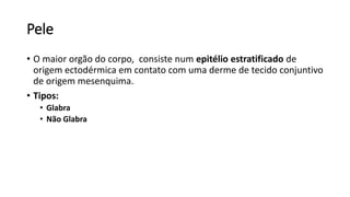 Pele
• O maior orgão do corpo, consiste num epitélio estratificado de
origem ectodérmica em contato com uma derme de tecido conjuntivo
de origem mesenquima.
• Tipos:
• Glabra
• Não Glabra
 