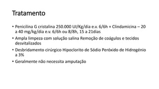 Tratamento
• Penicilina G cristalina 250.000 UI/Kg/dia e.v. 6/6h + Clindamicina – 20
a 40 mg/kg/dia e.v. 6/6h ou 8/8h, 15 a 21dias
• Ampla limpeza com solução salina Remoção de coágulos e tecidos
desvitalizados
• Desbridamento cirúrgico Hipoclorito de Sódio Peróxido de Hidrogénio
a 3%
• Geralmente não necessita amputação
 