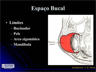 Espaço Bucal

• Limites
  –   Bucinador
  –   Pele
  –   Arco zigomático
  –   Mandíbula
 