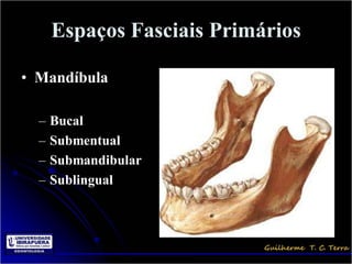Espaços Fasciais Primários

• Mandíbula

  –   Bucal
  –   Submentual
  –   Submandibular
  –   Sublingual
 