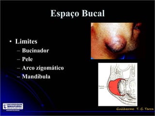 Espaço Bucal

• Limites
  –   Bucinador
  –   Pele
  –   Arco zigomático
  –   Mandíbula
 