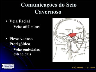 Comunicações do Seio
            Cavernoso
• Veia Facial
  – Veias oftálmicas


• Plexo venoso
  Pterigóideo
  – Veias emissárias
    esfenoidais
 