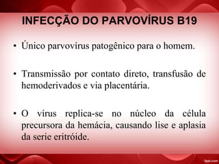INFECÇÃO DO PARVOVÍRUS B19
• Único parvovírus patogênico para o homem.
• Transmissão por contato direto, transfusão de
hemoderivados e via placentária.
• O vírus replica-se no núcleo da célula
precursora da hemácia, causando lise e aplasia
da serie eritróide.
 