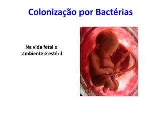 Colonização por Bactérias
Na vida fetal o
ambiente é estéril
 