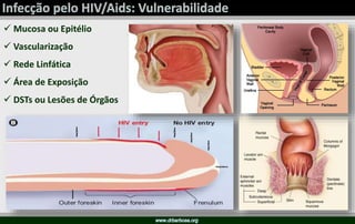 Mucosa ou Epitélio
 Vascularização
 Rede Linfática
 Área de Exposição
 DSTs ou Lesões de Órgãos
 