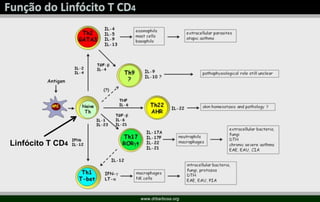 Linfócito T CD4
www.drbarbosa.org
 