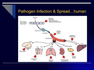 Pathogen After Infection Infection | PPT