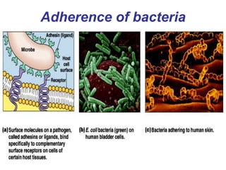 Adhesion Examples Infection INFECTION.ppt
