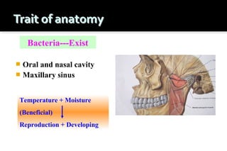 Bacteria---Exist
Oral and nasal cavity
 Maxillary sinus


Temperature + Moisture
(Beneficial)
Reproduction + Developing

 