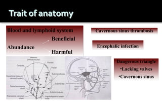 Blood and lymphoid system
Beneficial
Abundance

Harmful

Cavernous sinus thrombosis
Encephalic infection
Dangerous triangle
•Lacking valves
•Cavernous sinus

 