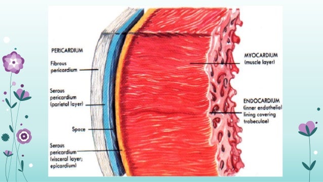 Infection and inflammation of heart includes endocarditis, myocarditi…