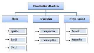 Infection & Classification of microorganisms.pptx