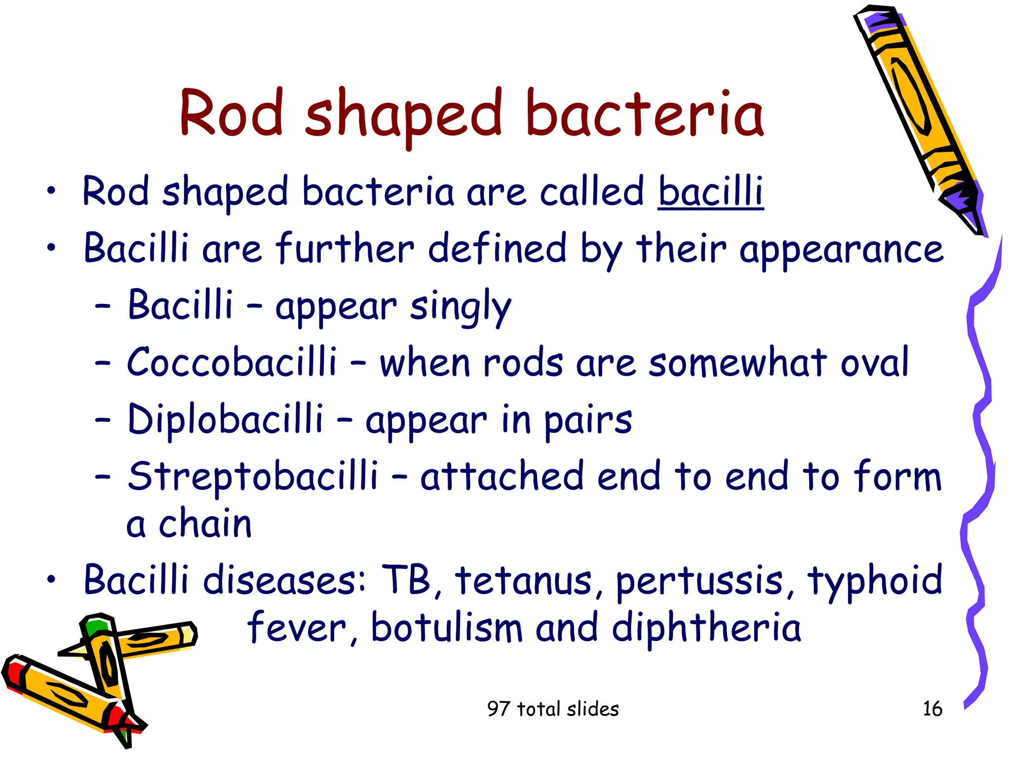 97 total slides 16
Rod shaped bacteria
• Rod shaped bacteria are called bacilli
• Bacilli are further defined by their appearance
– Bacilli – appear singly
– Coccobacilli – when rods are somewhat oval
– Diplobacilli – appear in pairs
– Streptobacilli – attached end to end to form
a chain
• Bacilli diseases: TB, tetanus, pertussis, typhoid
fever, botulism and diphtheria
 