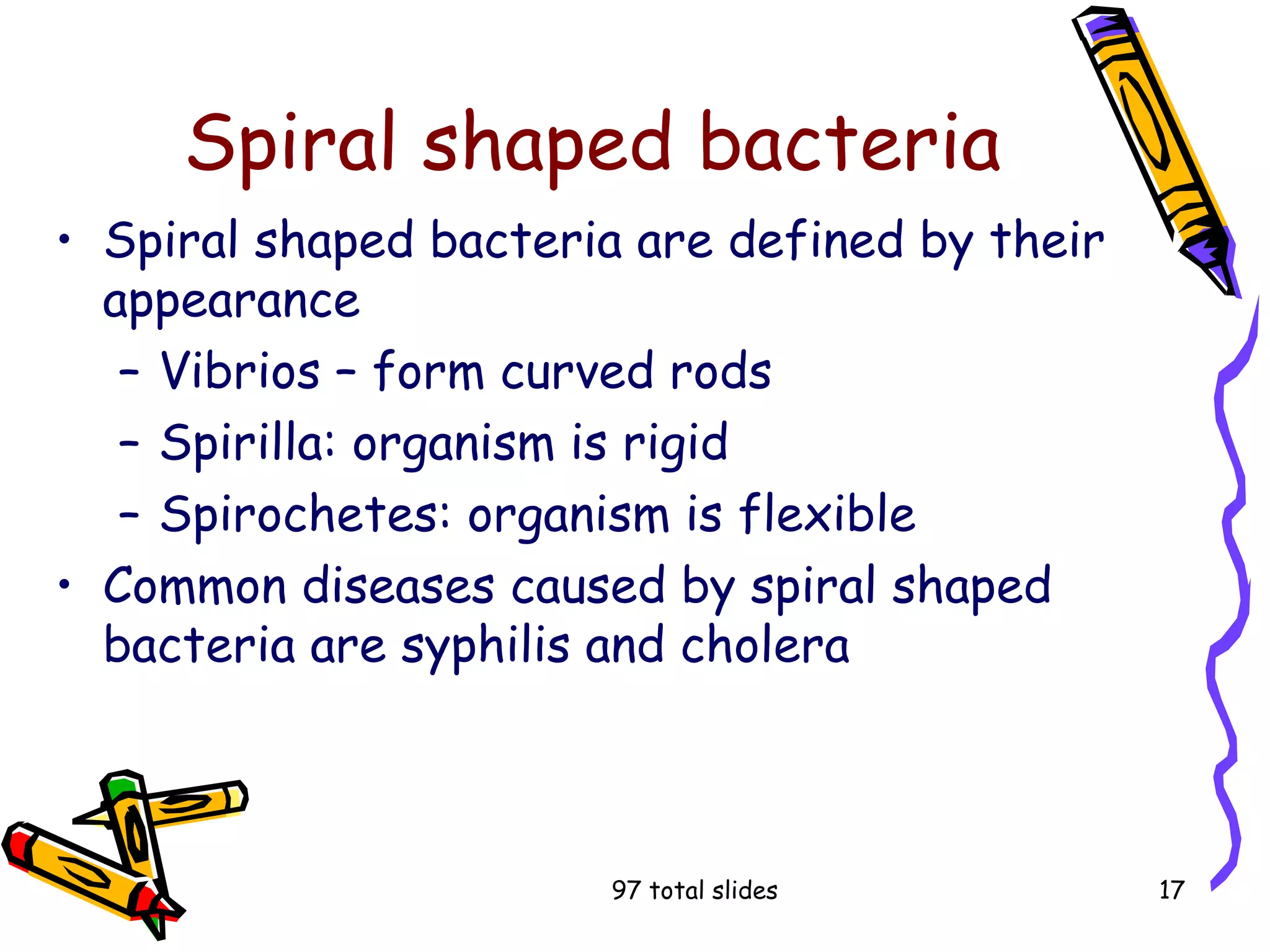 97 total slides 17
Spiral shaped bacteria
• Spiral shaped bacteria are defined by their
appearance
– Vibrios – form curved rods
– Spirilla: organism is rigid
– Spirochetes: organism is flexible
• Common diseases caused by spiral shaped
bacteria are syphilis and cholera
 