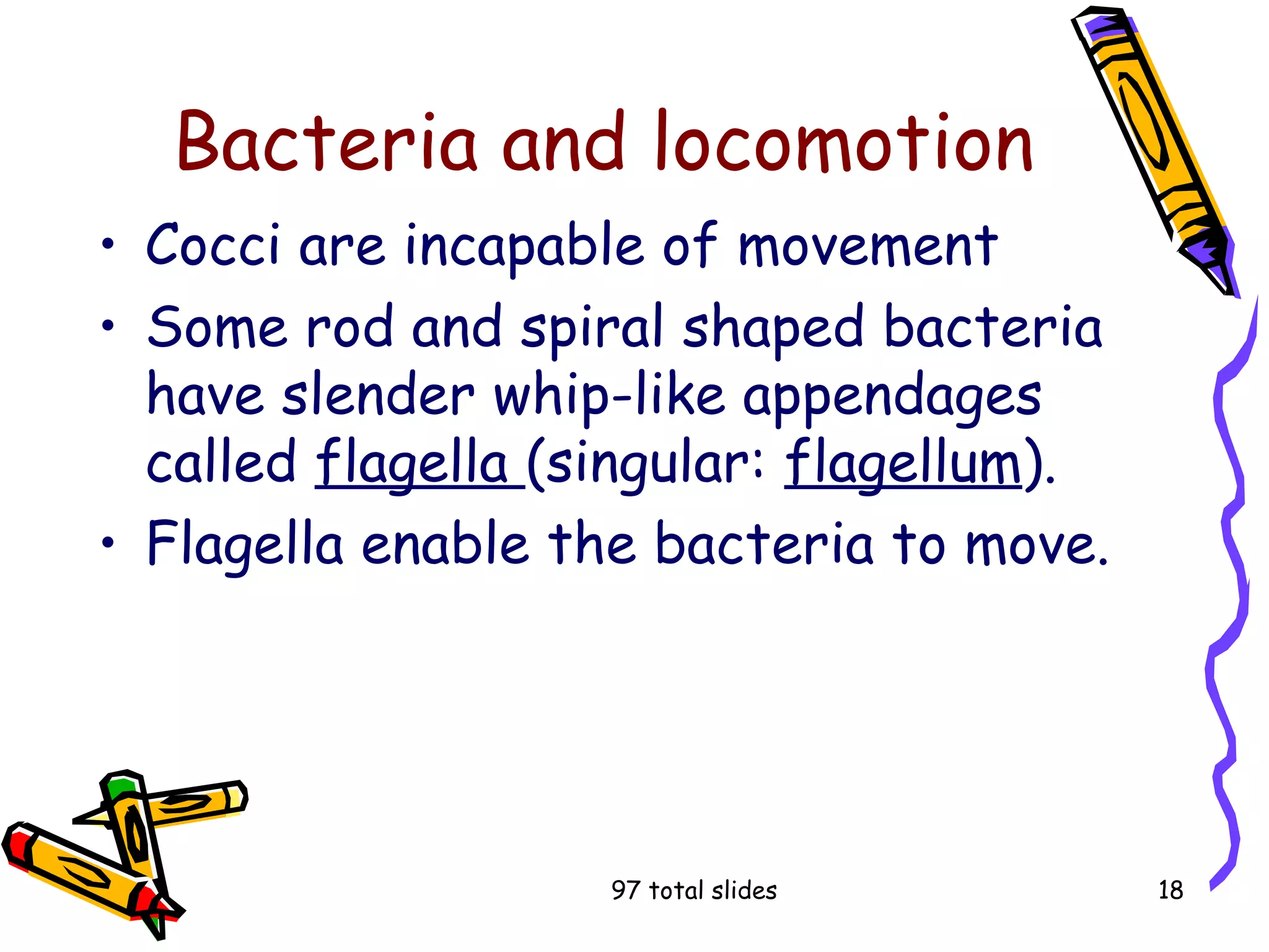 97 total slides 18
Bacteria and locomotion
• Cocci are incapable of movement
• Some rod and spiral shaped bacteria
have slender whip-like appendages
called flagella (singular: flagellum).
• Flagella enable the bacteria to move.
 